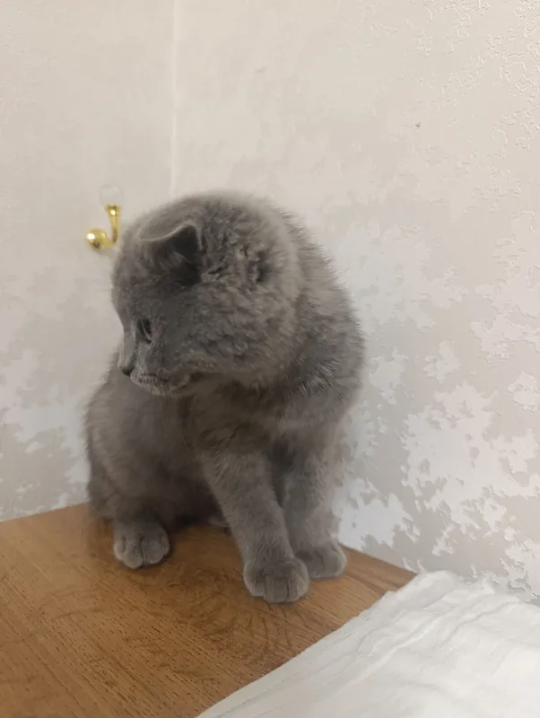 Scottish fold Og'il bola 4 oylik mushukcha 3 Scottish fold Og'il bola 4 oylik mushukcha 3