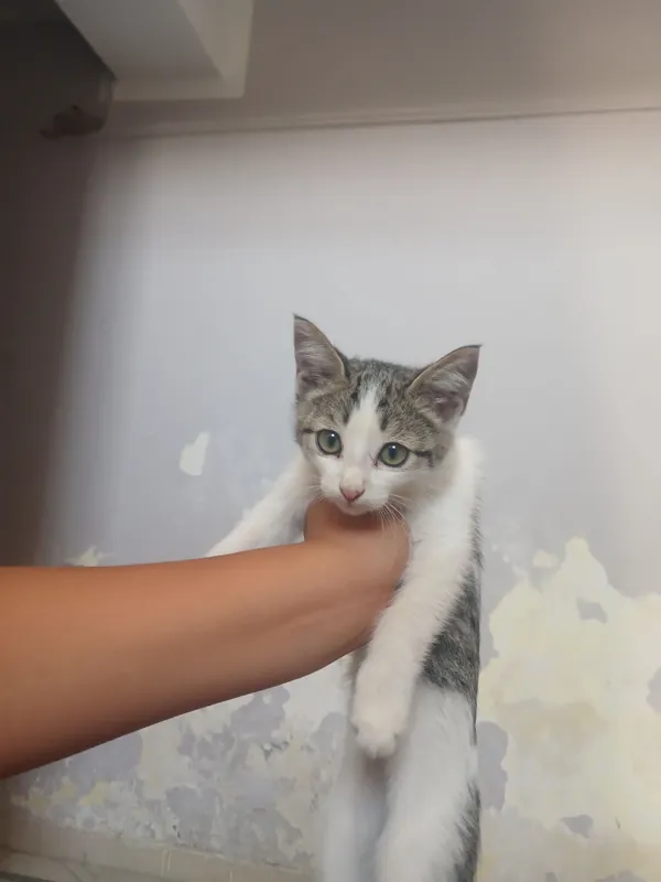хороший кот 1 хороший кот 1