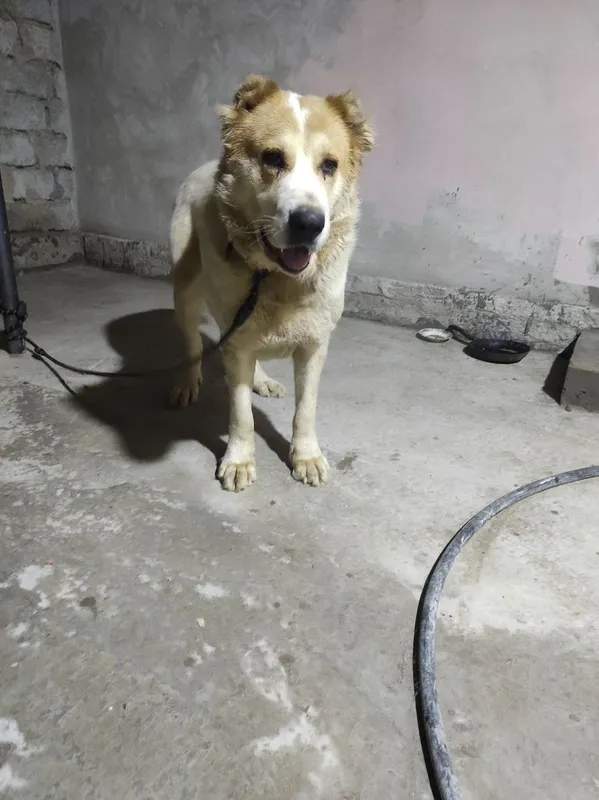 Продается сучка алабай