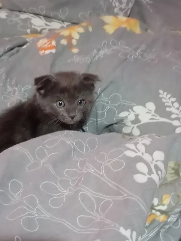 Продаётся вислоухая кошка ! — фото 1 Продаётся вислоухая кошка ! — фото 1