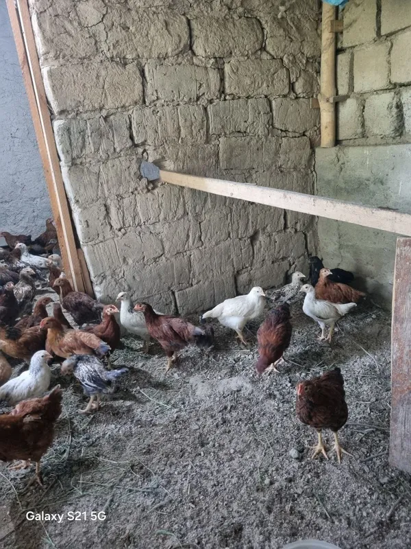 SOGLOM JUJALAR SOTILADI 3 oylik narxlari kelishiladi 1