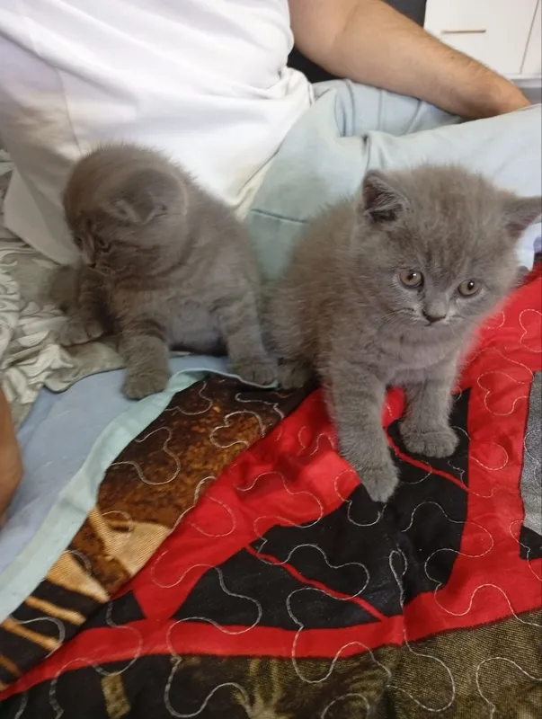 Maftunkor shotland . 3