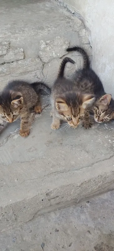 Mushuk lar bor bepul 2 oylik ovqat yiydi qo'lga organgan — фото 2