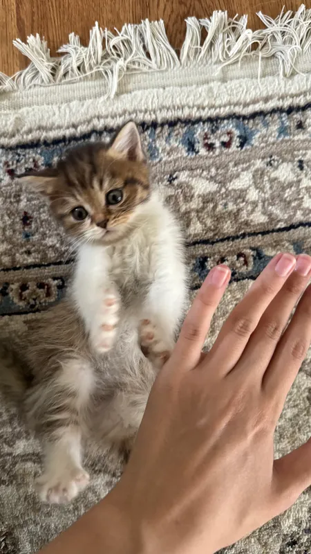 Котята продаются 5