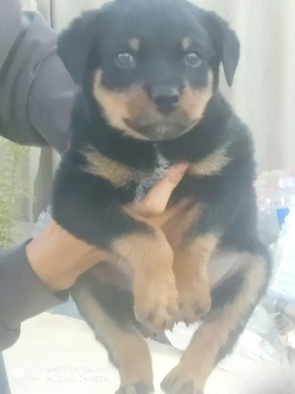 Zotdor rotveyler kuchukchasi 1 Zotdor rotveyler kuchukchasi 1