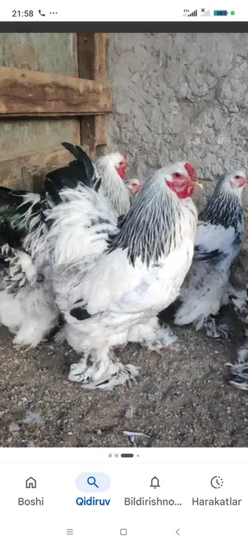 Toza sivetli birama tovuqlar sotiladi