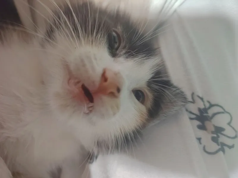Отдаю котят в добрые руки 3 Отдаю котят в добрые руки 3