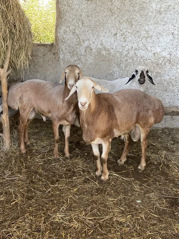 Арашан кучкорлари 1 Арашан кучкорлари 1