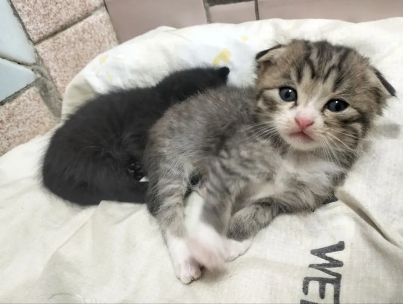 Продаются котята. Шотландская вислоухая (скоттиш-фолд). — фото 2
