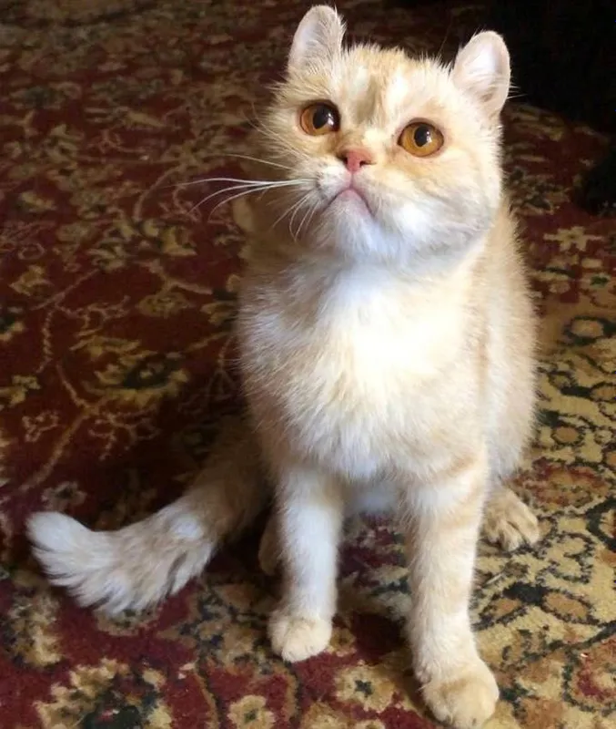 Кошка Шотландская Кошка Шотландская
