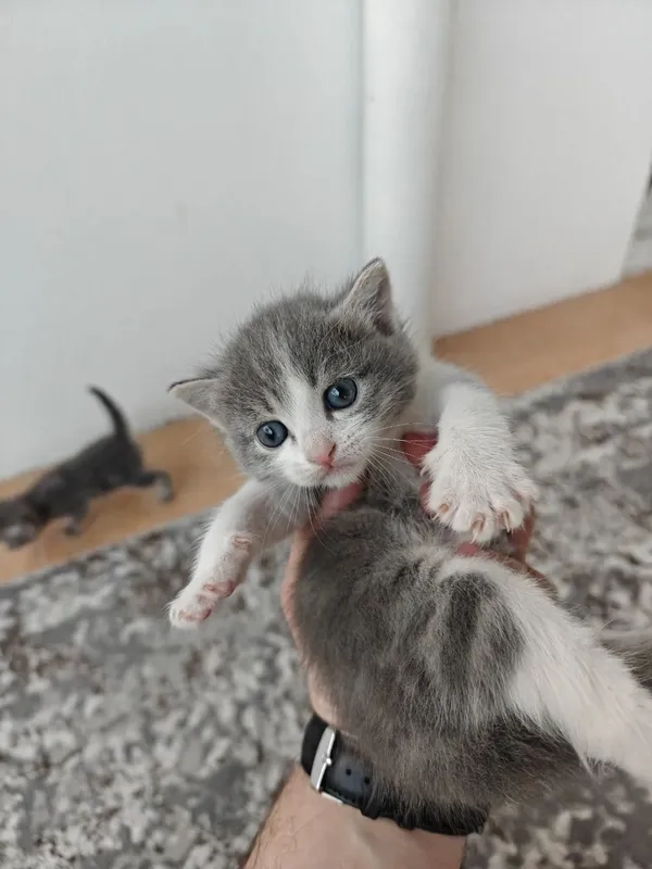 2 котость кошки . 4