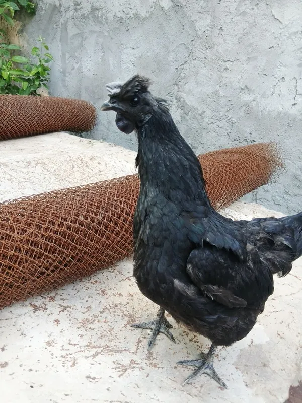 Qora tovuq gowt qora tuxum kok — фото 3