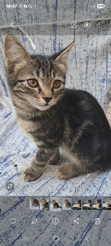 Mushukchalarni yaxshi qo‘llarga beraman 3 Mushukchalarni yaxshi qo‘llarga beraman 3