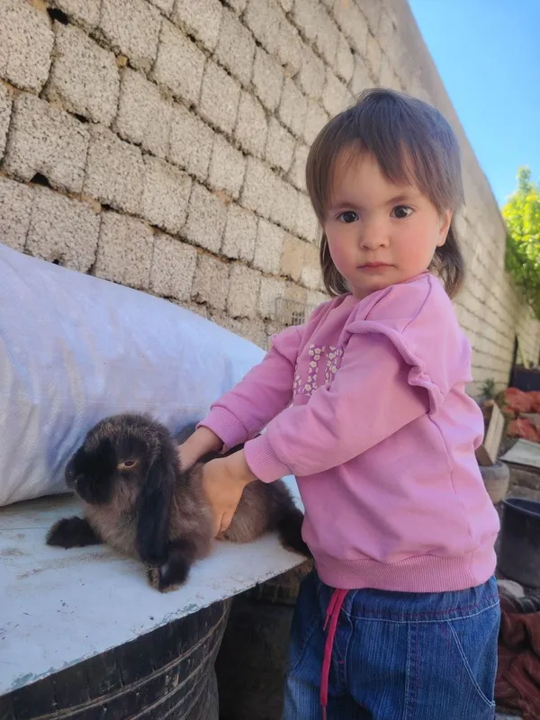 Quyon baran karlik minilop akras gavana va qora 3 oylik. — фото 1