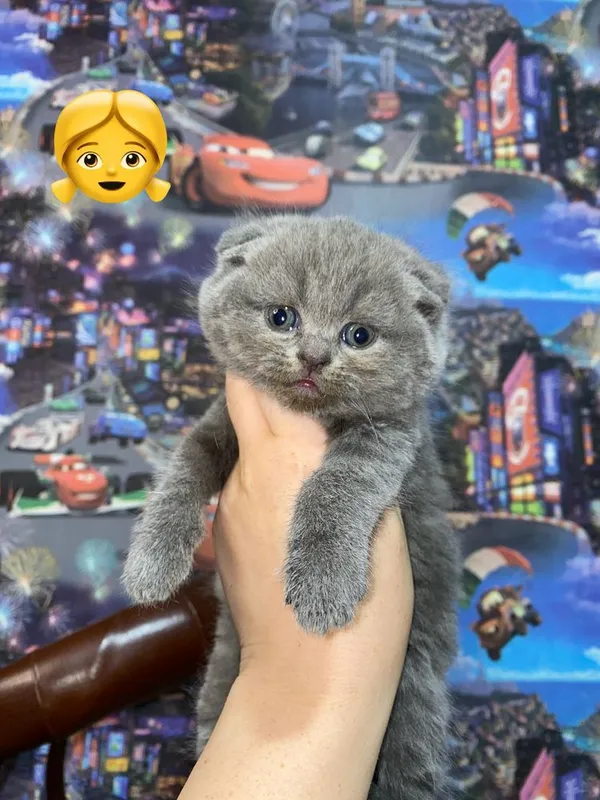 Шотладнские котята 1 Шотладнские котята 1