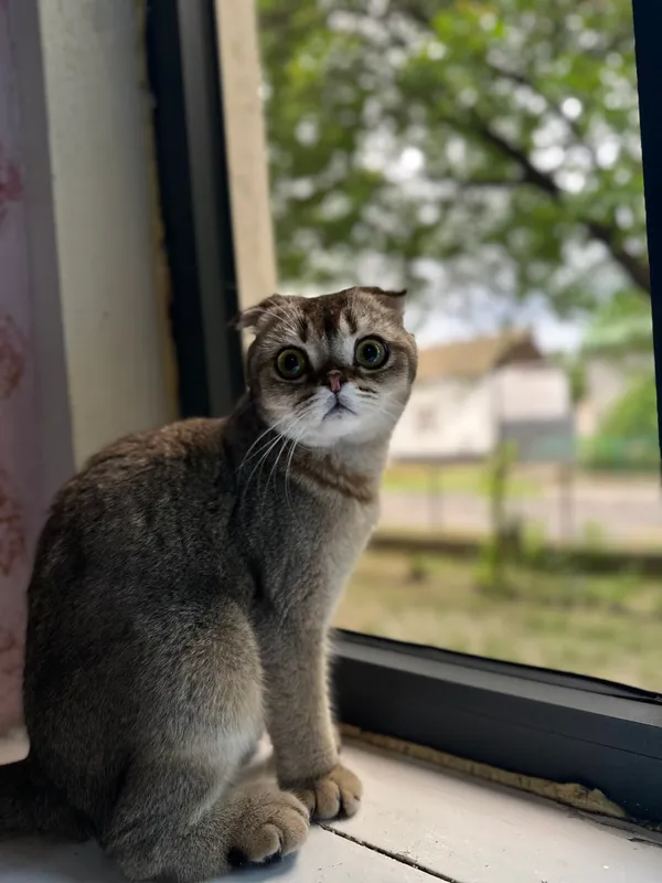 Mushuk sotiladi  1 yosh scottish fold zotli 1 mln — фото 1