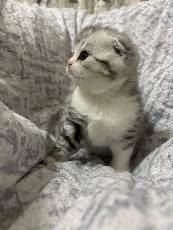 2 oylik Scottish Fold mushukchalar sotiladi, 120 sh.b. 5