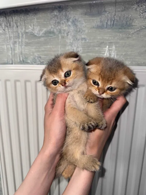 Котята Шиншиллы элитных кровей (Британцы/Шотландцы) 3 Котята Шиншиллы элитных кровей (Британцы/Шотландцы) 3