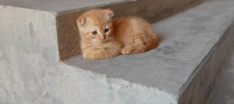 Котята продаются, СКОТИШ ФОЛД. 5