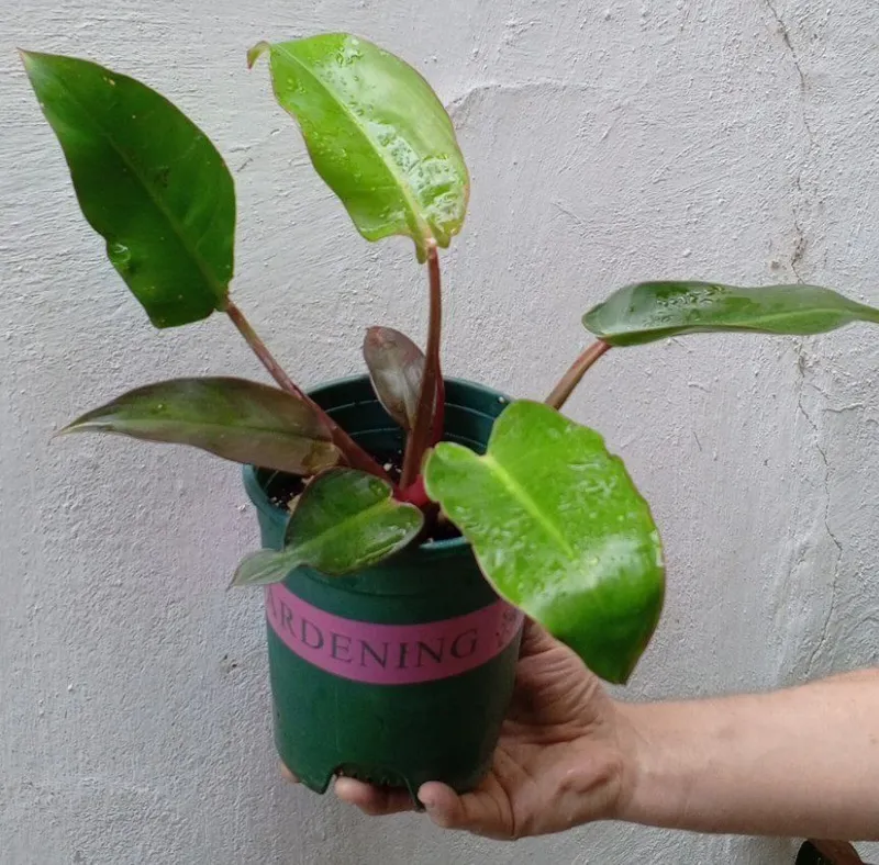 Филодендроны Philodendron ‘Prince of Orange’. Цветы для дома и офиса 4 Филодендроны Philodendron ‘Prince of Orange’. Цветы для дома и офиса 4