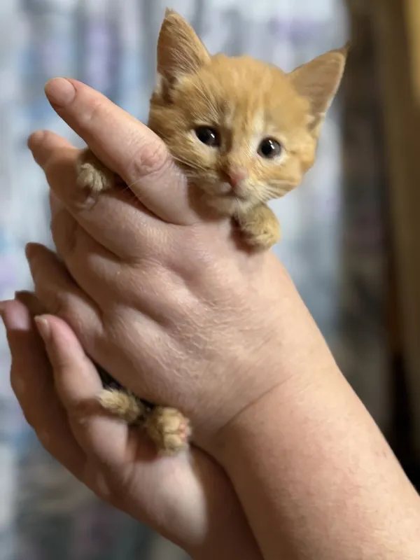 Котенок в добрые руки мальчик примерно 2 мес