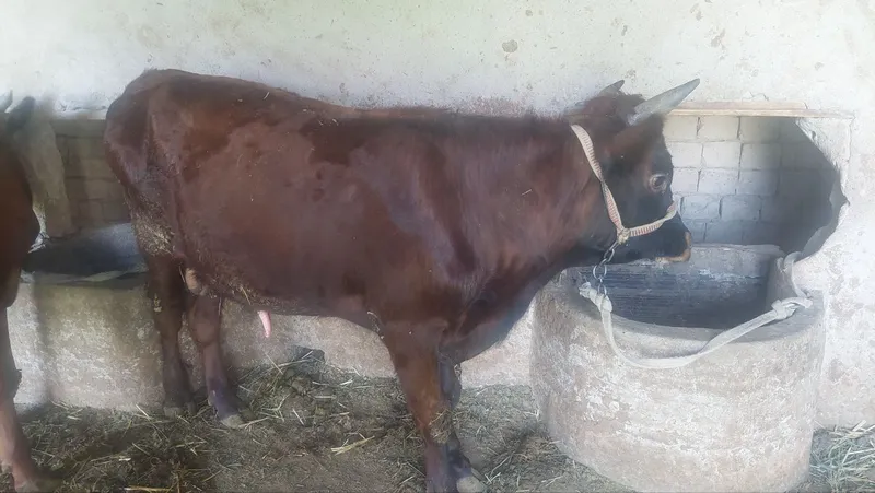 Buqachalar sotiladi 1 Buqachalar sotiladi 1