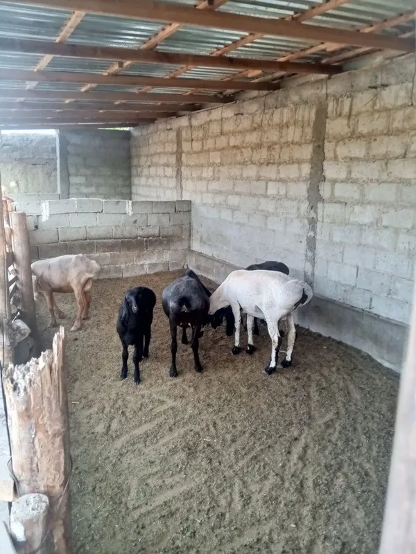 Ona bola isori sotiladi 3 Ona bola isori sotiladi 3