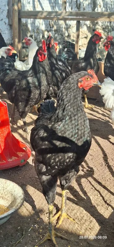 Sog‘lom, baquvvat va faol Qora Shaxzoda zotli xo‘rozlar sotiladi. 2