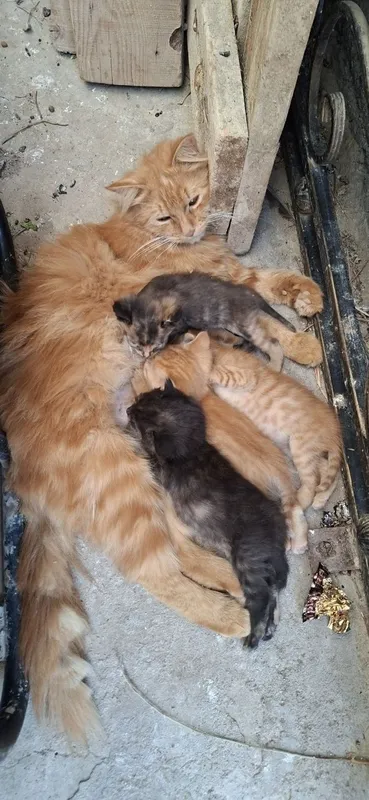 Mushuk bolalari bn