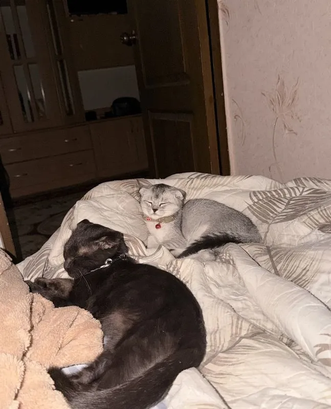 Шотландская вислоухая (Scottish Fold) 2
