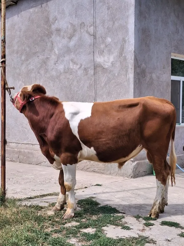 Buqa Simmental . 3