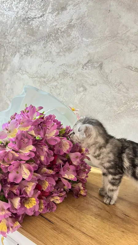 Скотиш фолд 2