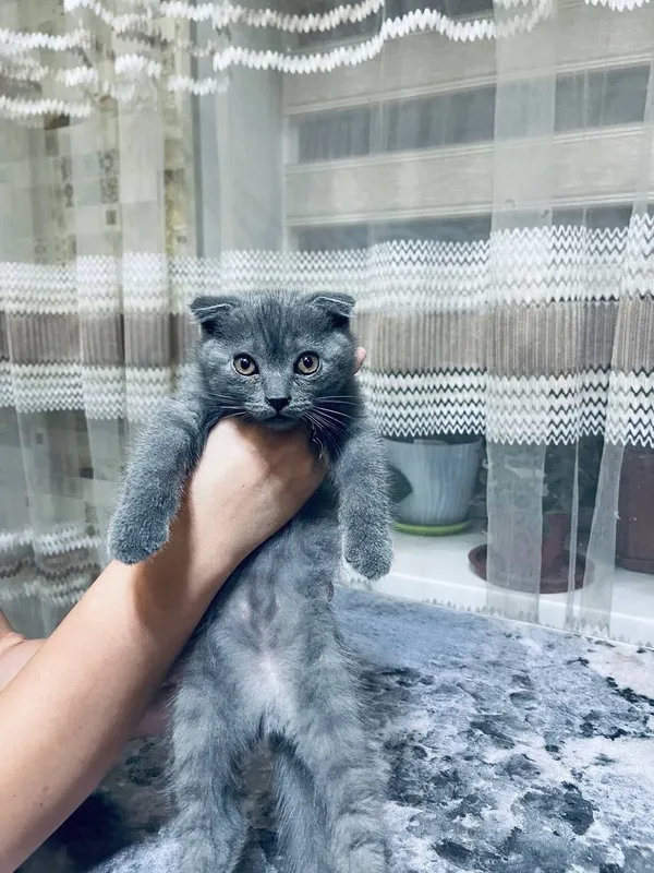 Продаются котята мальчик и девочка — фото 1