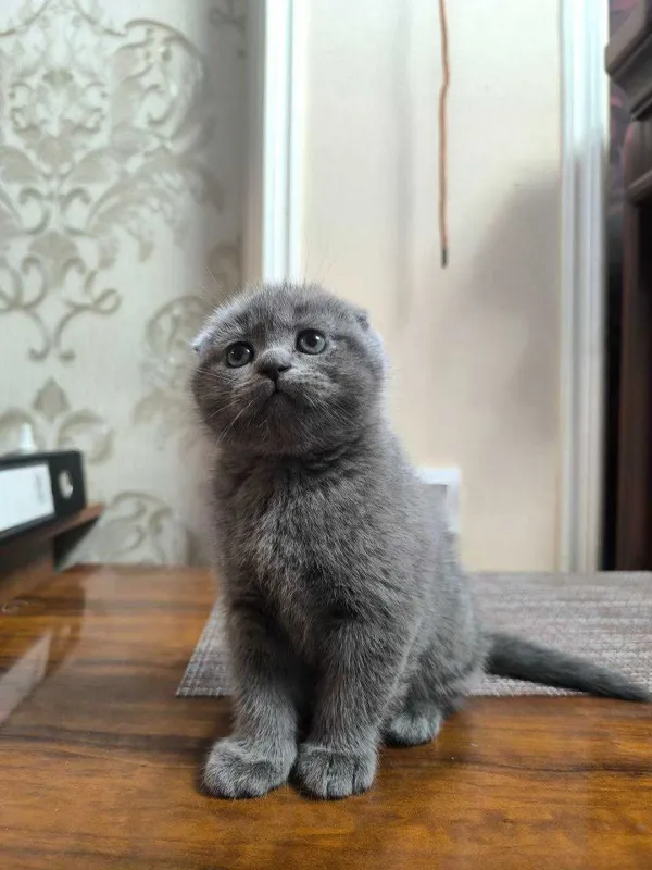 scottish fold (мушуги) — фото 1 scottish fold (мушуги) — фото 1