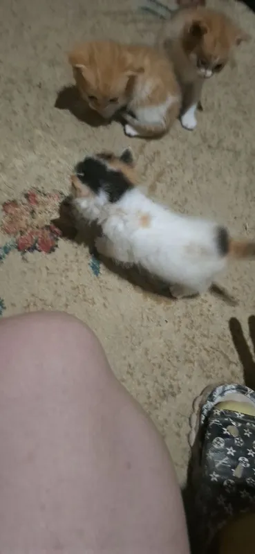 Отдам бесплатно котят — фото 1