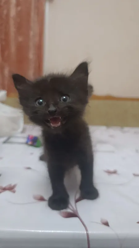 котята бесплатно в добрые руки 4 котята бесплатно в добрые руки 4