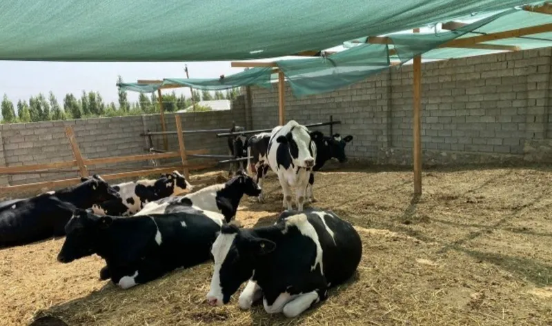 Продажа скота Продажа скота