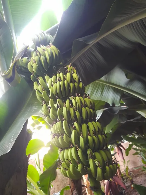 Issiqhonada Banan yetishtirish uchun sonovdan ŏtgan kochatlar bor 1 Issiqhonada Banan yetishtirish uchun sonovdan ŏtgan kochatlar bor 1
