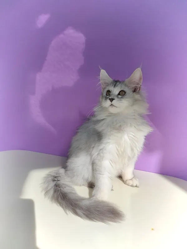 Мейн-куны котята серебро — фото 1