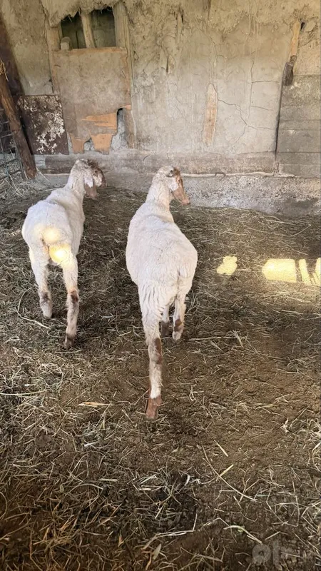 Qazoqi egiz quylar sotiladi 5 Qazoqi egiz quylar sotiladi 5