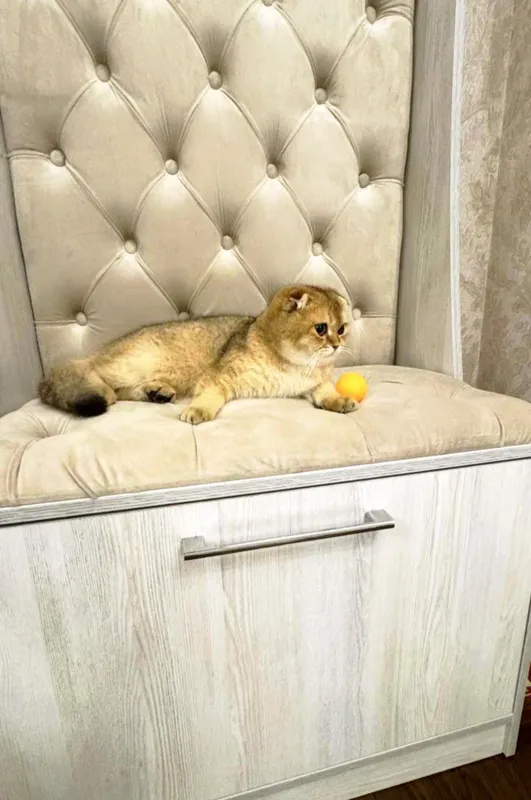 Продаётся чистокровный кот золотая шиншилла