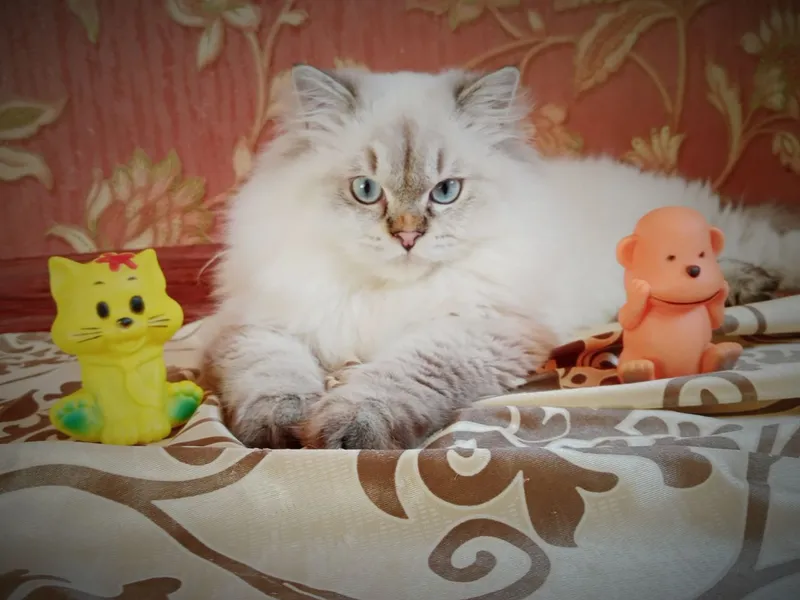 Вязка кот Скоттиш Страйт Хайленд колор Поинт — фото 3