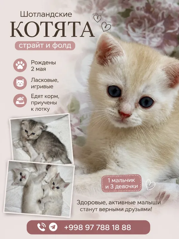 Котят шотландские шиншила