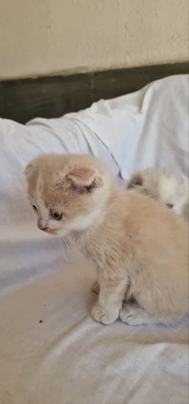 Котята шиншилла. — фото 4