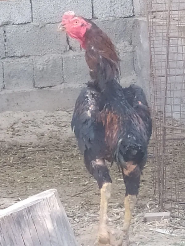 Dakan xoʻroz sotiladi 1
