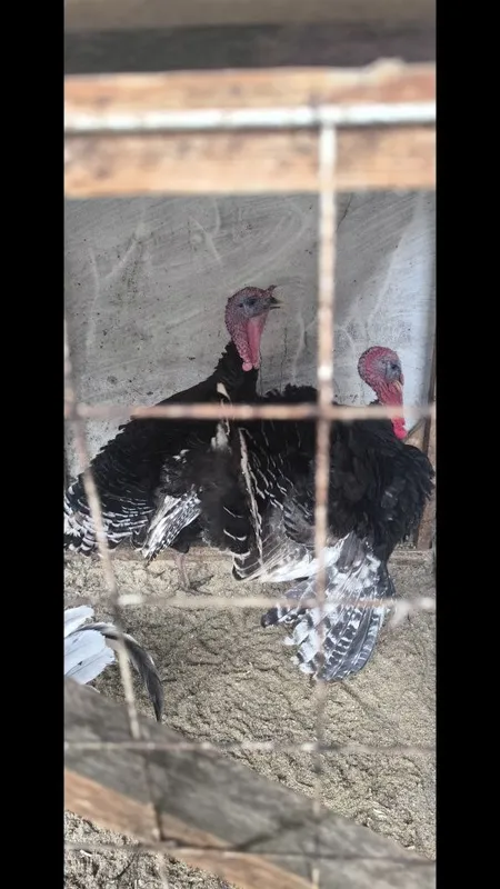 Kurka sotiladi jaydari