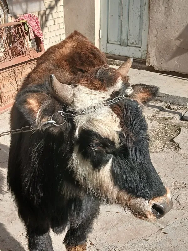 Buqacha sotiladi yeyishi yaxshi kamchiligi yoq 100% — фото 4