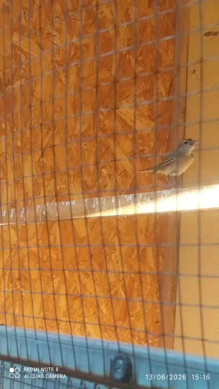 Janub bulbuli (Bulbul)
