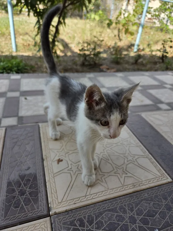 7 котят и 1 мама 3