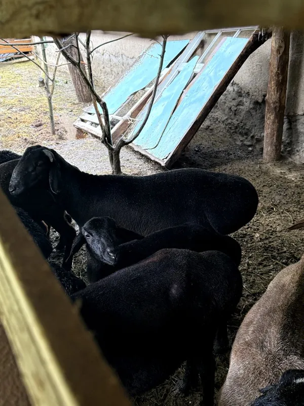 Кочкор яхши бокилган байрамга тиш бузмагае — фото 3
